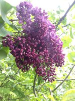 Потерянный Рай (1) 1.JPG