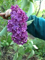 Прости (3). 1JPG.jpg