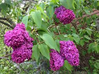 Тайна (2)  1JPG.jpg