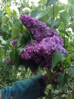 Фламинго (2). 1JPG.jpg