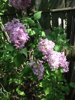 Шальной закат (2). 1JPG.jpg