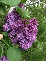 Шёпот Звёзд (2). 1JPG.jpg