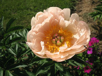 Pink Hawaiian Coral