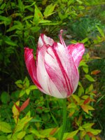 IMG_0537.JPG