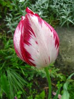 IMG_0538.JPG