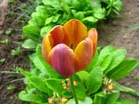 IMG_0409-1.jpg