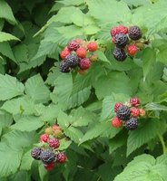 DSC04КУМ2.jpg