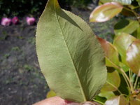 DSC00063.jpg