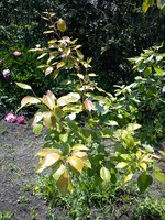 DSC00062.jpg