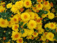 DSC00486.JPG
