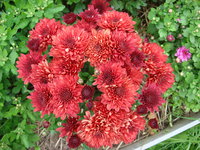 DSC00488.JPG