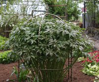 IMG_9782.JPG