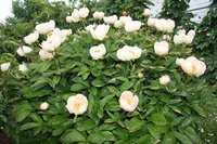 IMG_0092.JPG