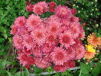 DSC00491.JPG