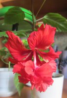 IMG_3966-1.jpg