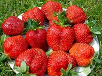 Fragaria-Queen-Elisabeth-II.jpg