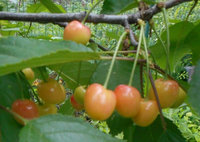 DSCN0133m1.jpg