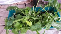 20160618_161916.jpg