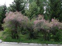 Кусты 2.jpg
