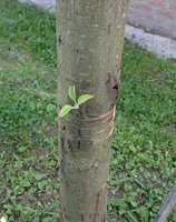 IMG_4824.jpg