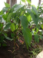 DSC05770.JPG