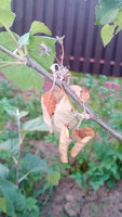 IMG_20160702_205416.jpg