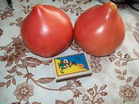 это Розовый сон