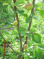 DSCN1271.JPG