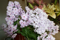 IMG_8446.jpg