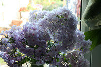 IMG_8458.jpg
