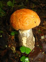IMG_0839-1.jpg