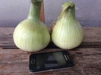 image.jpeg