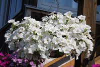 IMG_1832.JPG