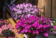 IMG_1841.JPG