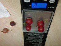 Сорт Изабелла ещё не поспел ,но уже вкусный<br />Мучнистой росой не болеет,колючий.