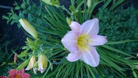 WP_20160720_015.jpg
