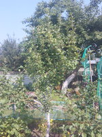 IMG_20160721_155053.jpg