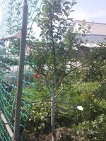 IMG_20160721_15510.jpg