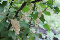 IMG_6008.jpg