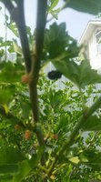 2016-07-26 17.52.53.jpg