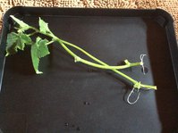 image.jpeg