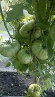WP_20160729_004.jpg