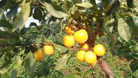 IMG_20160730_154107 - копия.jpg