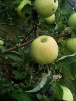IMG_20160723_143748.jpg