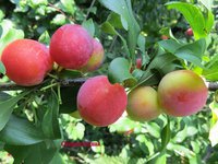 Скороплодная 07.08.2013г.