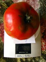 IMG_1130.JPG