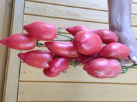 Бычье сердце минусинское кистевре