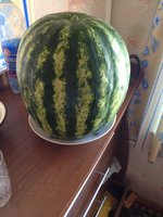 zNpiyfBSlN0.jpg