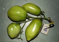 Капия 1ая кисть.jpg