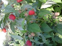20160804_074710.jpg